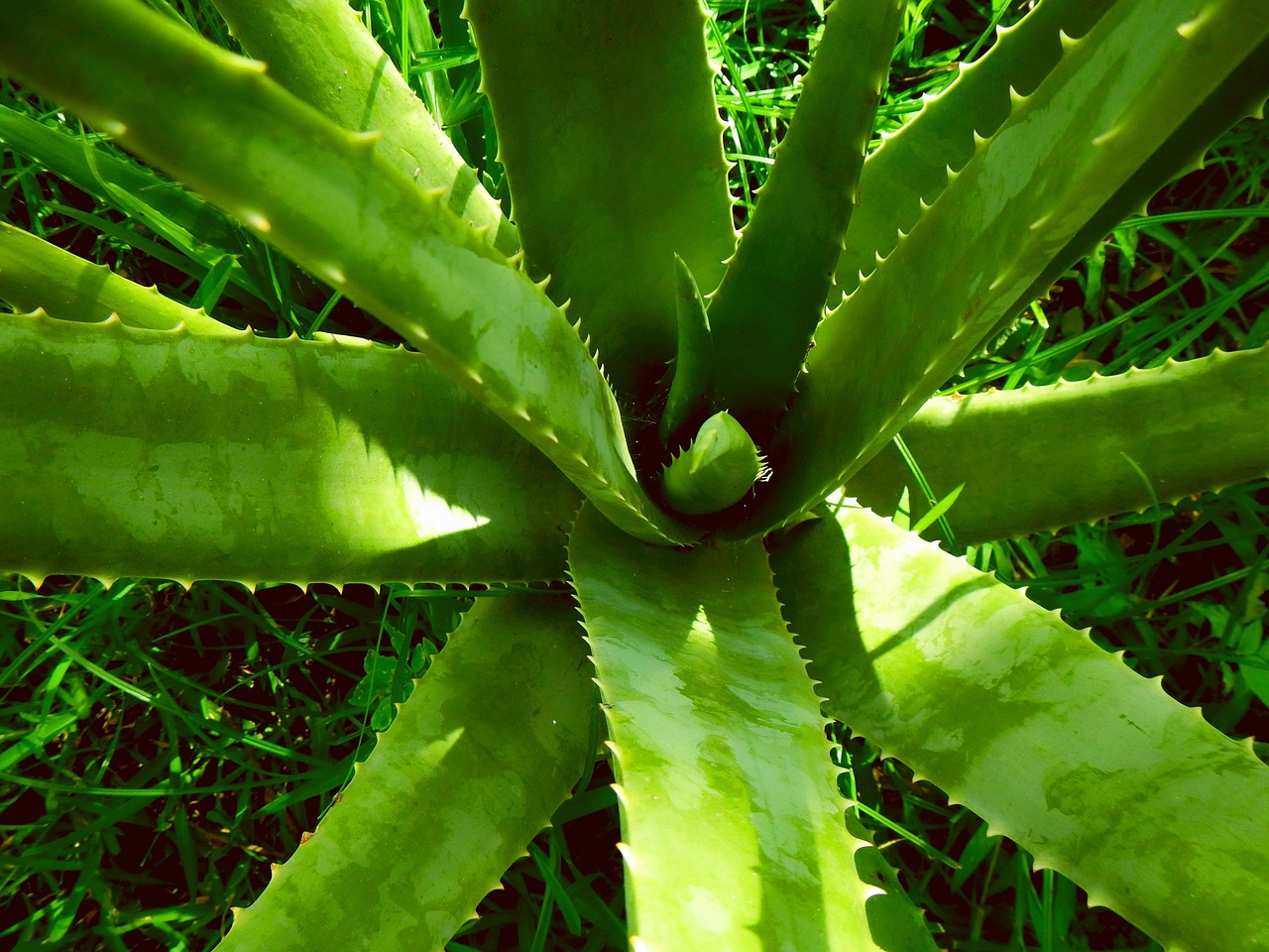 Aloe vera, nature, aloe — Dr Andrew Hummel - Medical Director Driving Quality and Safety in Anesthesia