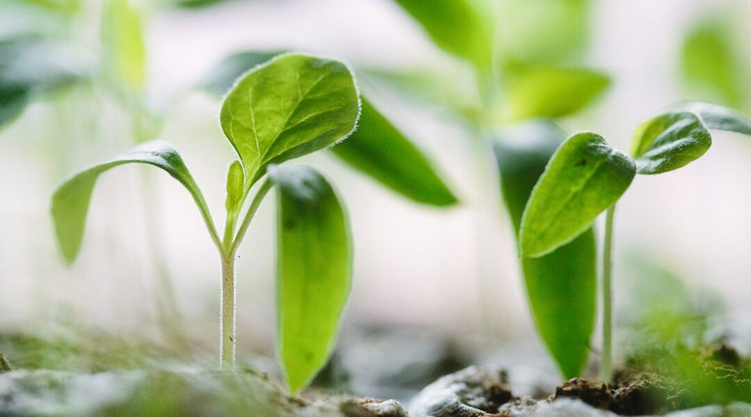 Close-up of young green plant seedlings growing in soil.