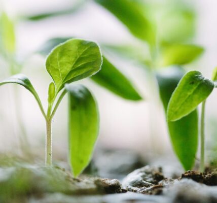 Close-up of young green plant seedlings growing in soil.