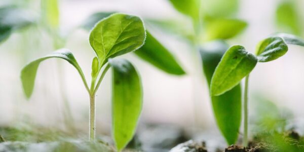 Close-up of young green plant seedlings growing in soil.