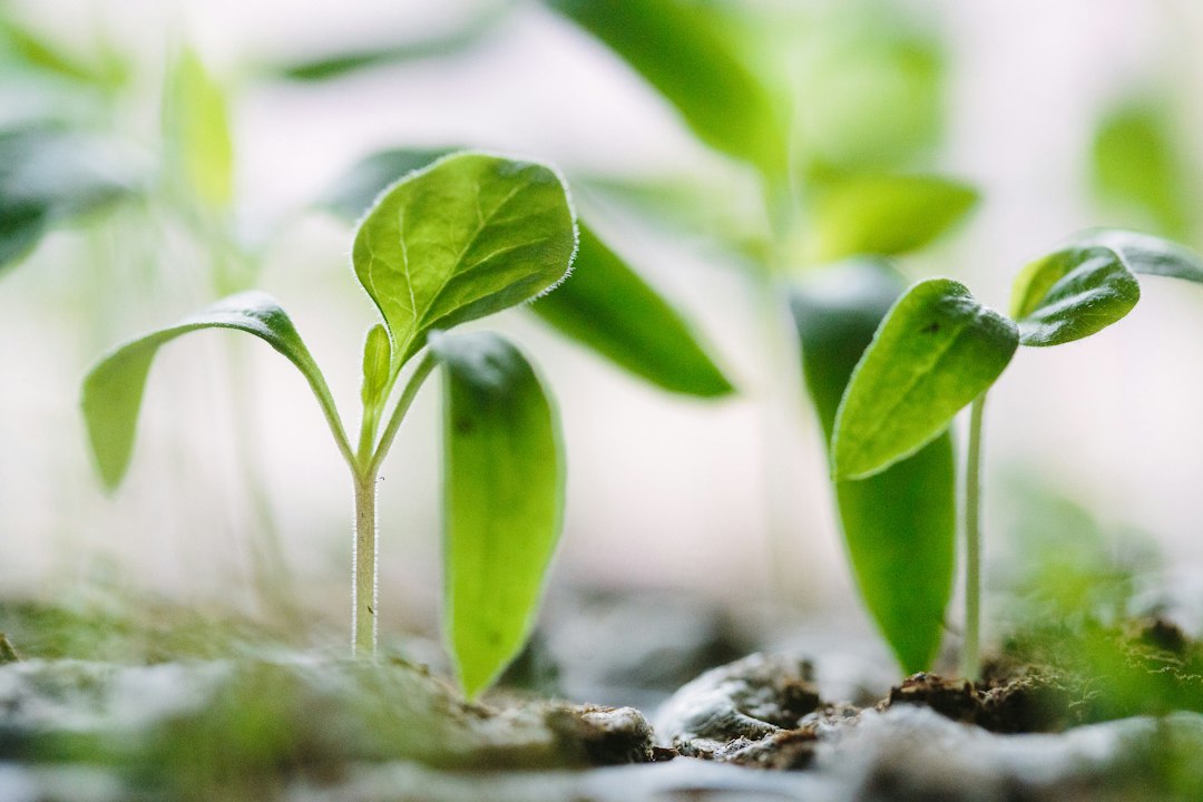 Close-up of young green plant seedlings growing in soil.